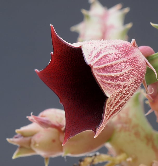 Huernia keniensis