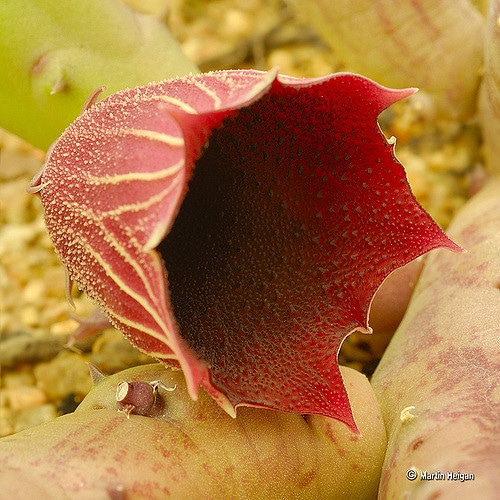 Huernia keniensis