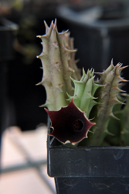 Huernia keniensis