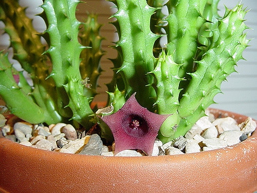 Huernia keniensis