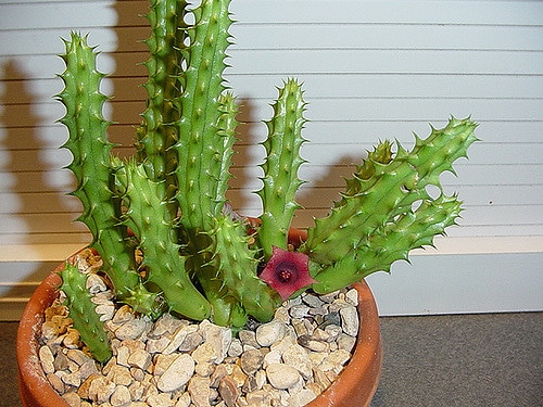 Huernia keniensis (Huernia keniensis)