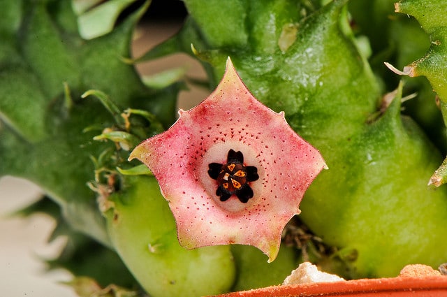 Huernia macrocarpa