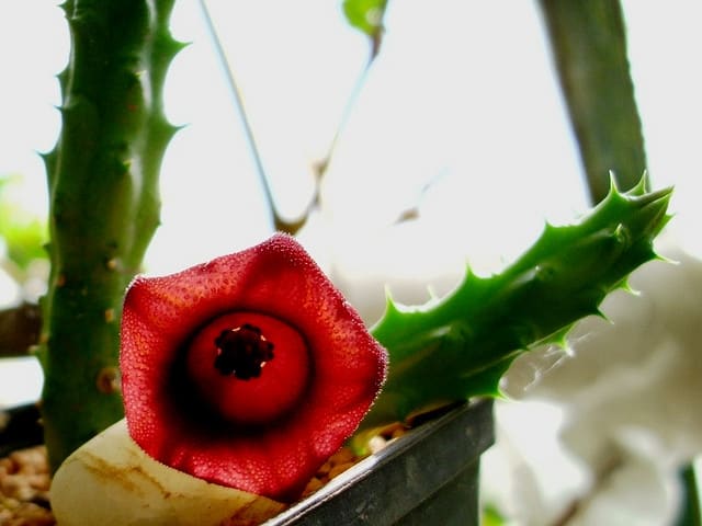 Huernia macrocarpa