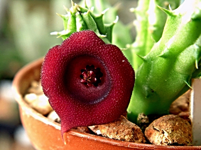 Huernia macrocarpa