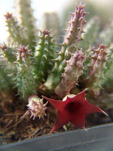 Huernia macrocarpa