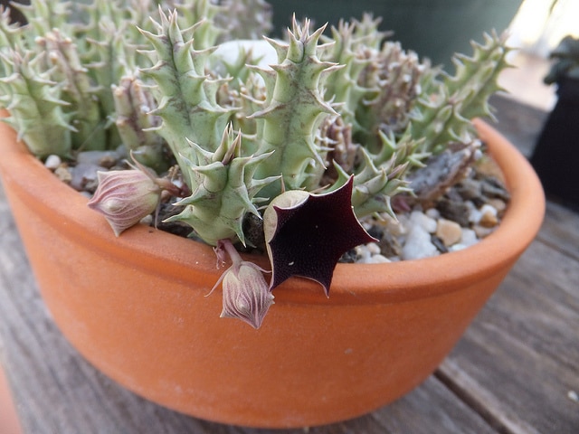 Huernia macrocarpa (Huernia macrocarpa)