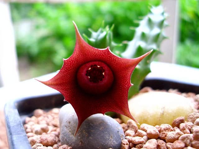 Huernia schneideriana