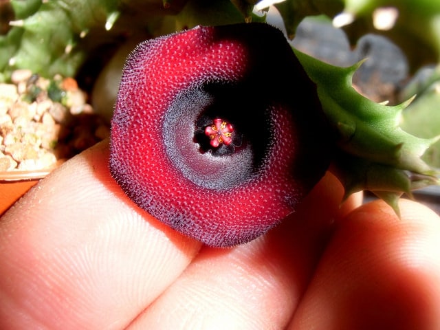 Huernia schneideriana