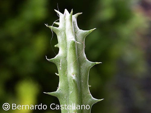 Huernia schneideriana