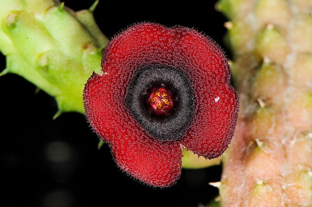 Huernia schneideriana