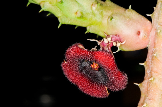 Huernia schneideriana (Huernia schneideriana)