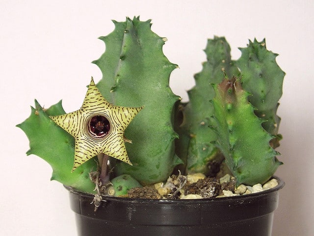 Huernia thuretii