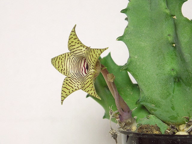 Huernia thuretii
