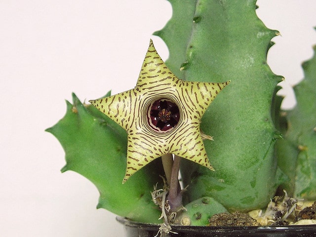 Huernia thuretii