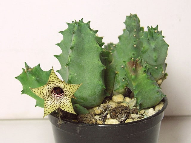 Huernia thuretii