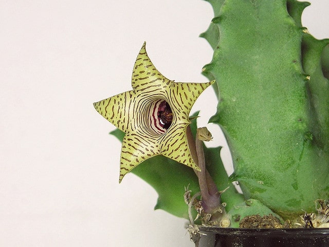 Huernia thuretii (Huernia thuretii)