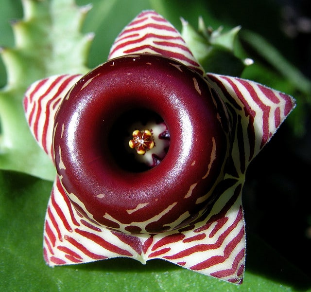 Huernia zebrina