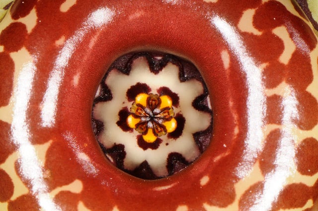 Huernia zebrina