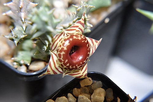 Huernia zebrina