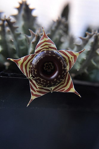 Huernia zebrina