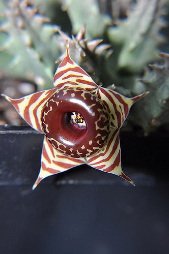 Huernia zebrina
