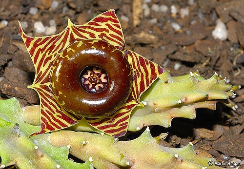 Huernia zebrina (Huernia zebrina)