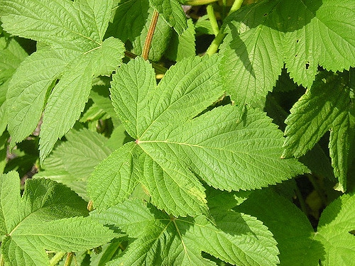 Houblon du japon