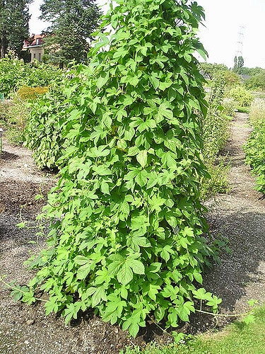 Houblon du japon