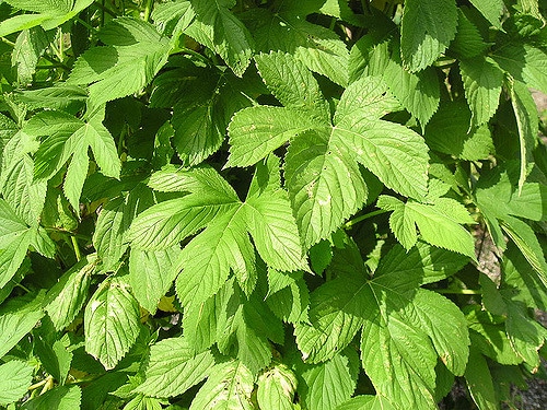 Houblon du japon
