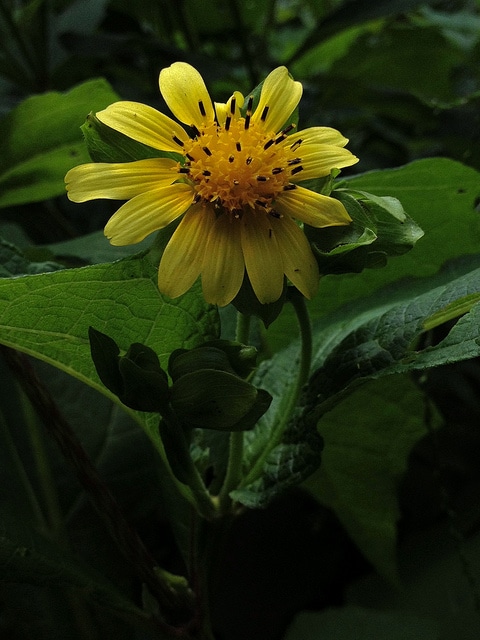 Houblon du japon