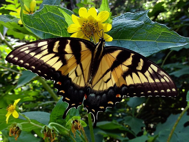 Houblon du japon (Humulus japonicus)