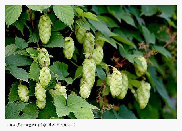 Houblon