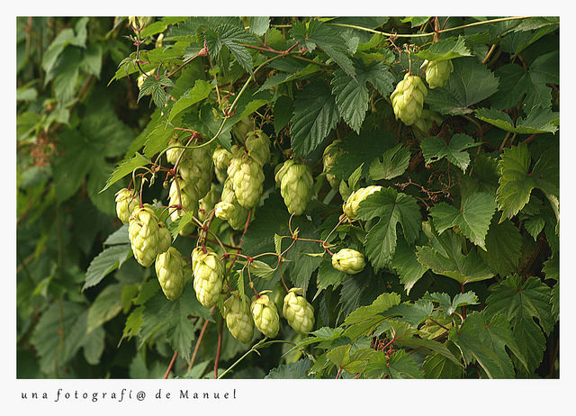 Houblon