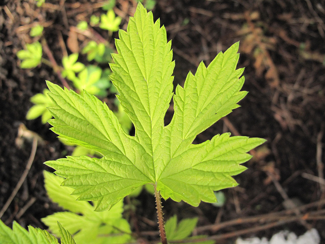 Houblon (Humulus lupulus)