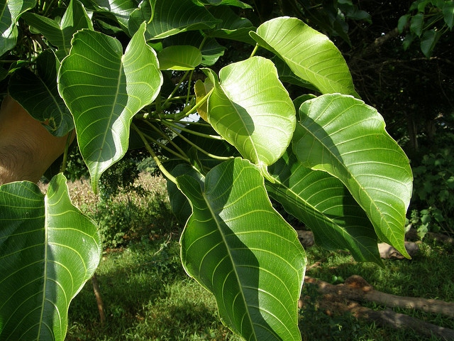 Sablier des antilles