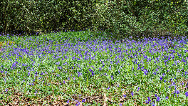 Jacinthe des bois (Hyacinthoides non-scripta)