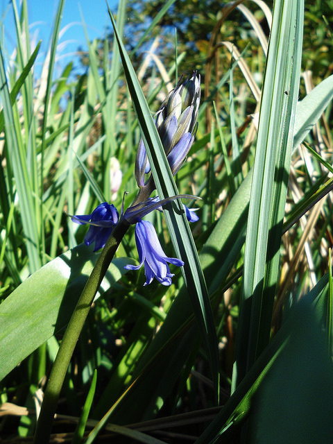 Jacinthe des bois