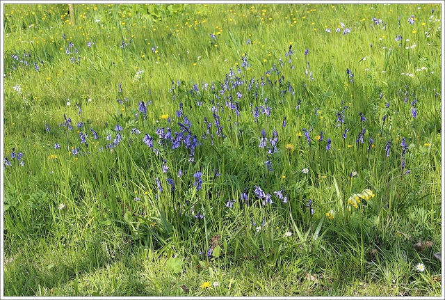 Jacinthe des bois