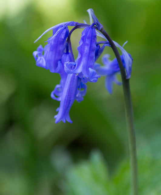 Jacinthe des bois