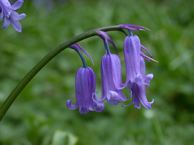 Jacinthe des bois