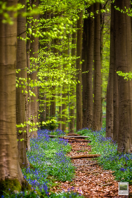 Jacinthe des bois