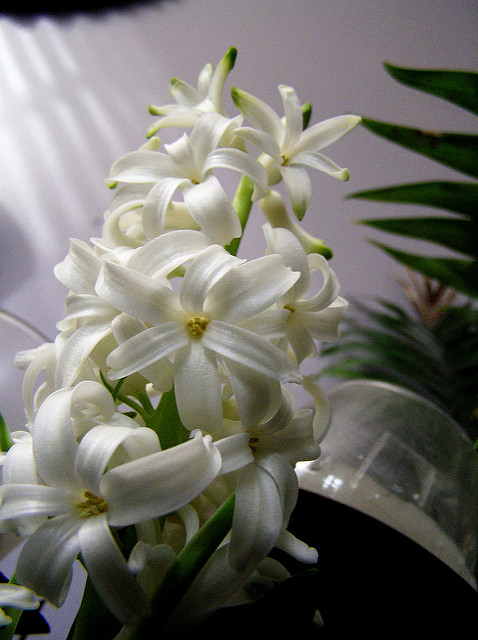 Hyacinthus orientalis
