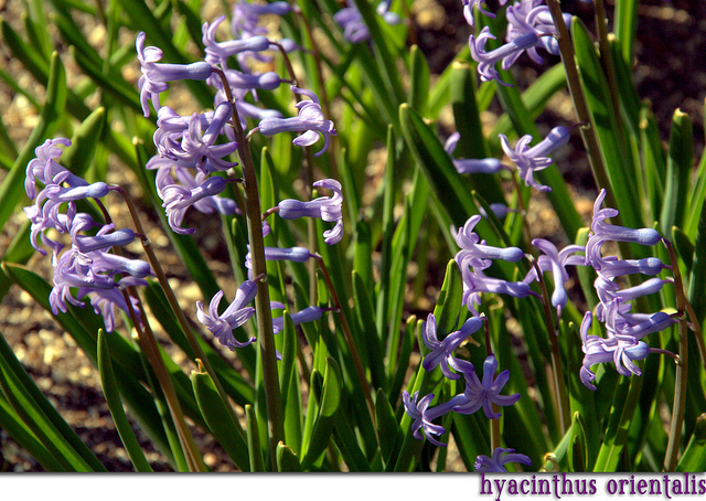 Hyacinthus orientalis