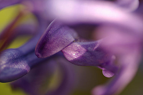 Hyacinthus orientalis