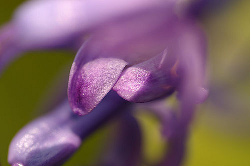 Hyacinthus orientalis