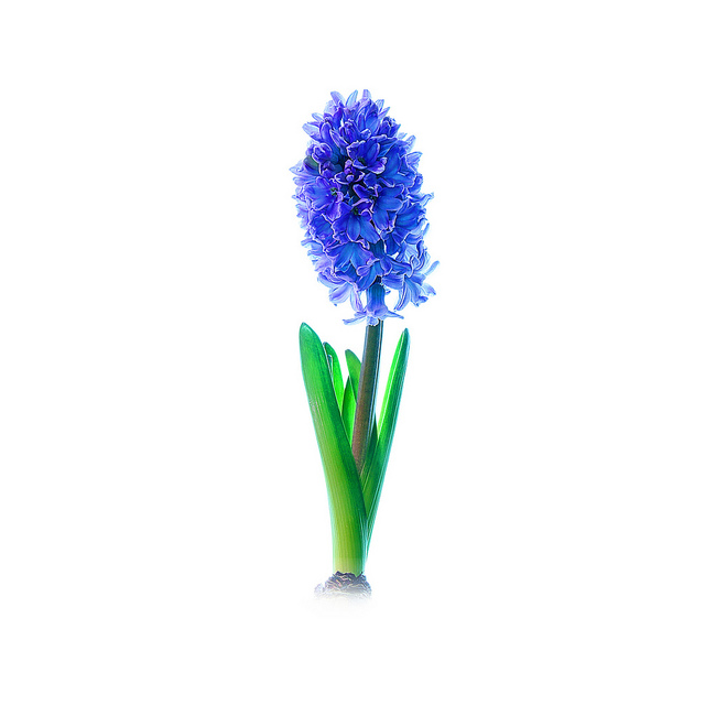 Hyacinthus orientalis