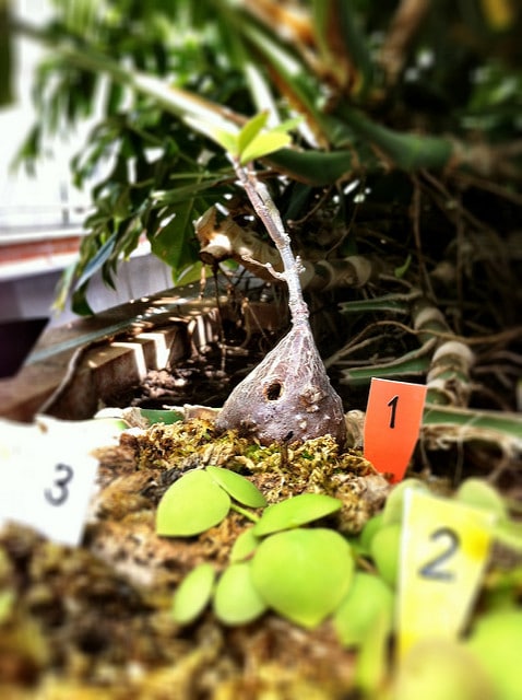 Hydnophytum moseleyanum