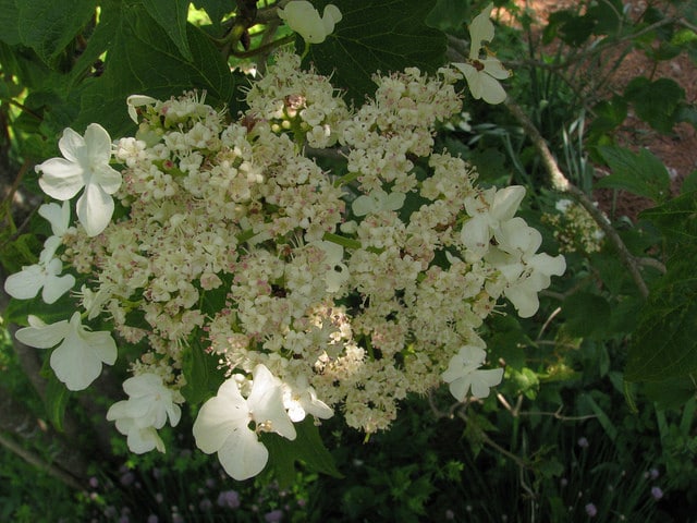 Hydrangea anomala
