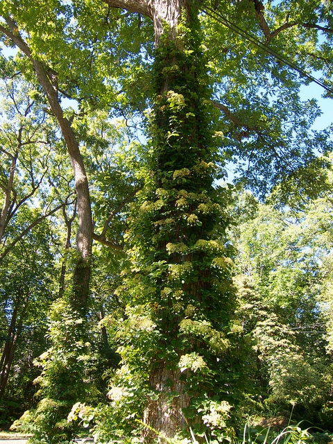 Hydrangea anomala