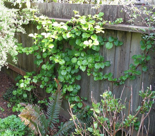 Hydrangea anomala